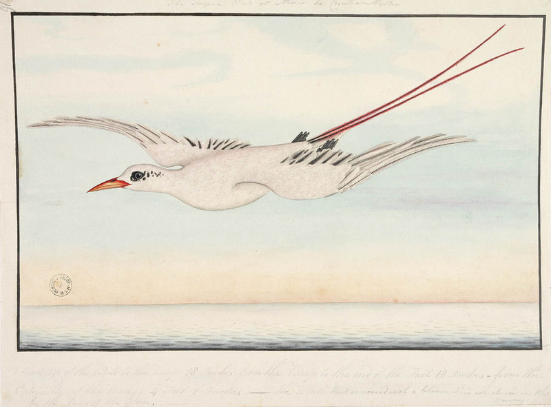 red-tailed tropicbird (Phaethon rubricauda); DISPLAY FULL IMAGE.