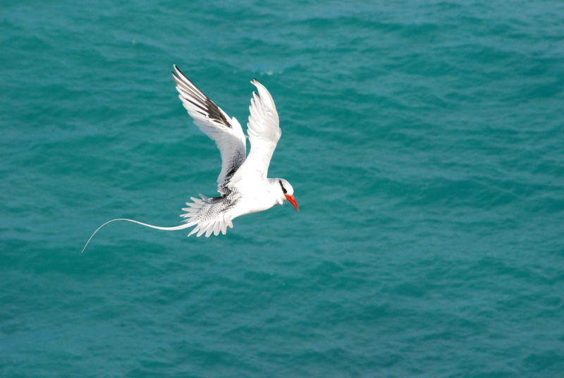 red-billed tropicbird (Phaethon aethereus); DISPLAY FULL IMAGE.