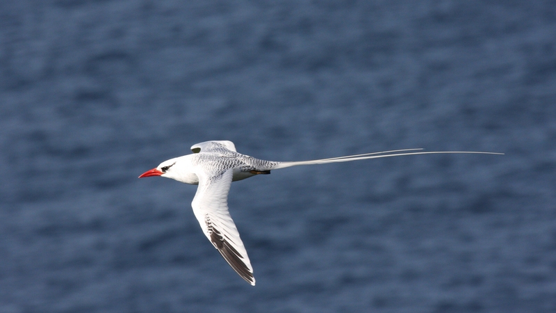 red-billed tropicbird (Phaethon aethereus); DISPLAY FULL IMAGE.