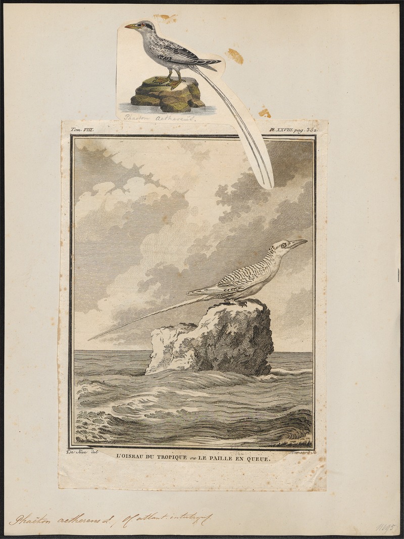 red-billed tropicbird (Phaethon aethereus); DISPLAY FULL IMAGE.