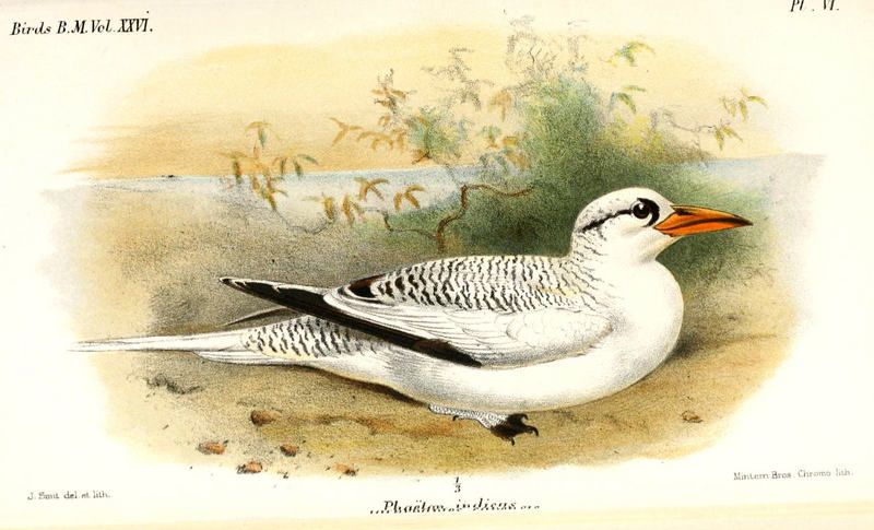 red-billed tropicbird (Phaethon aethereus indicus); DISPLAY FULL IMAGE.