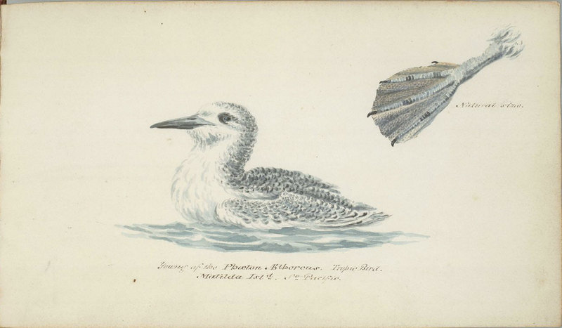 red-billed tropicbird (Phaethon aethereus); DISPLAY FULL IMAGE.