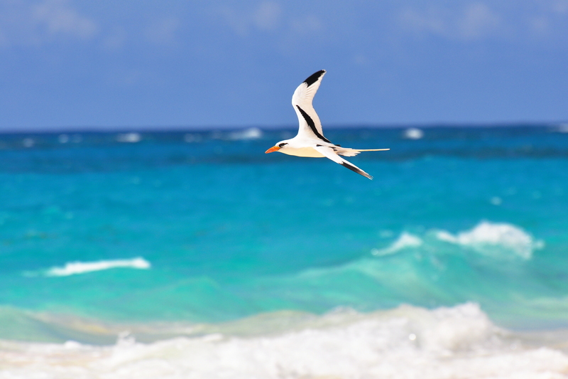 white-tailed tropicbird (Phaethon lepturus); DISPLAY FULL IMAGE.