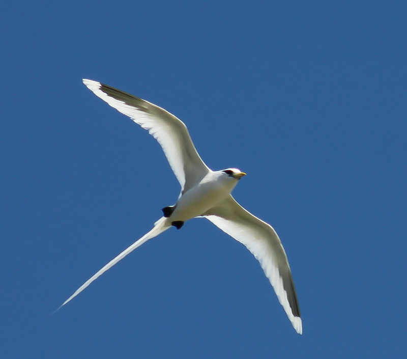 white-tailed tropicbird (Phaethon lepturus); DISPLAY FULL IMAGE.