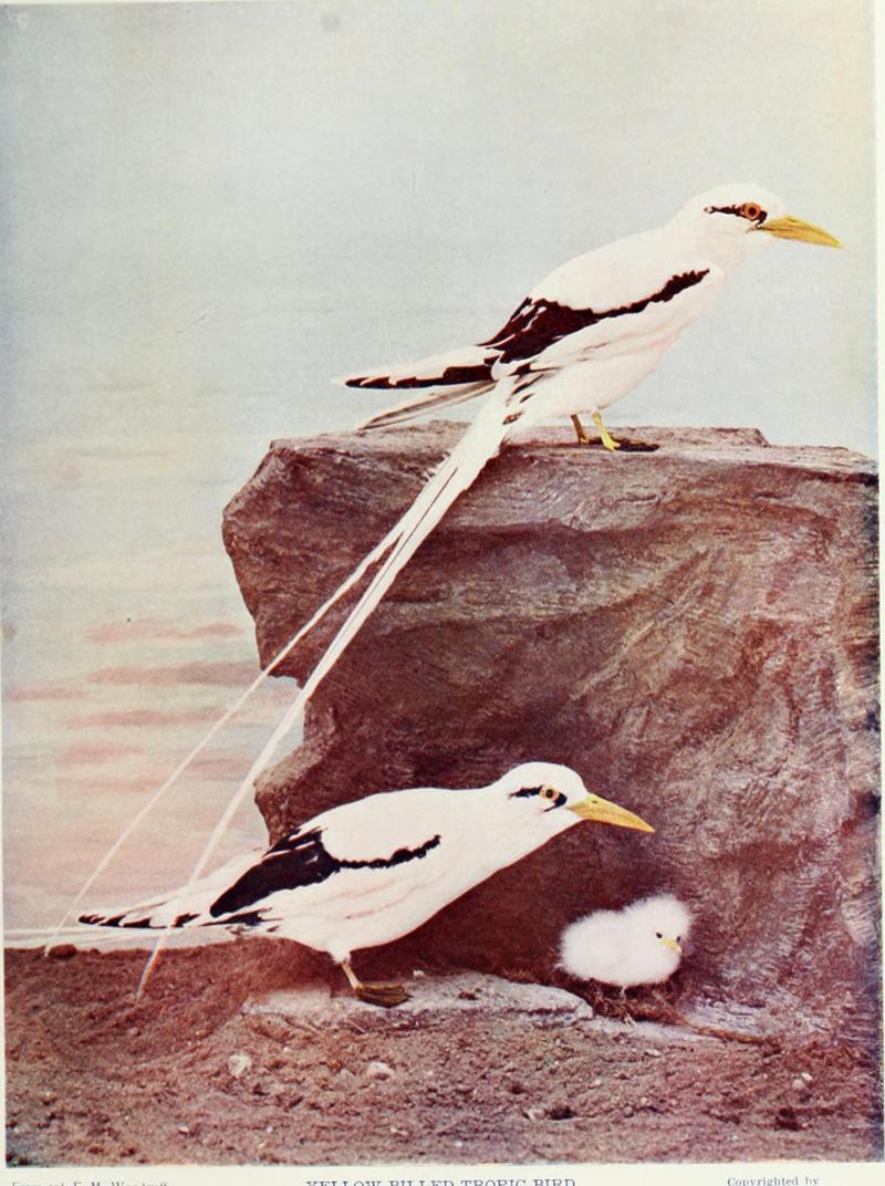 white-tailed tropicbird (Phaethon lepturus); DISPLAY FULL IMAGE.