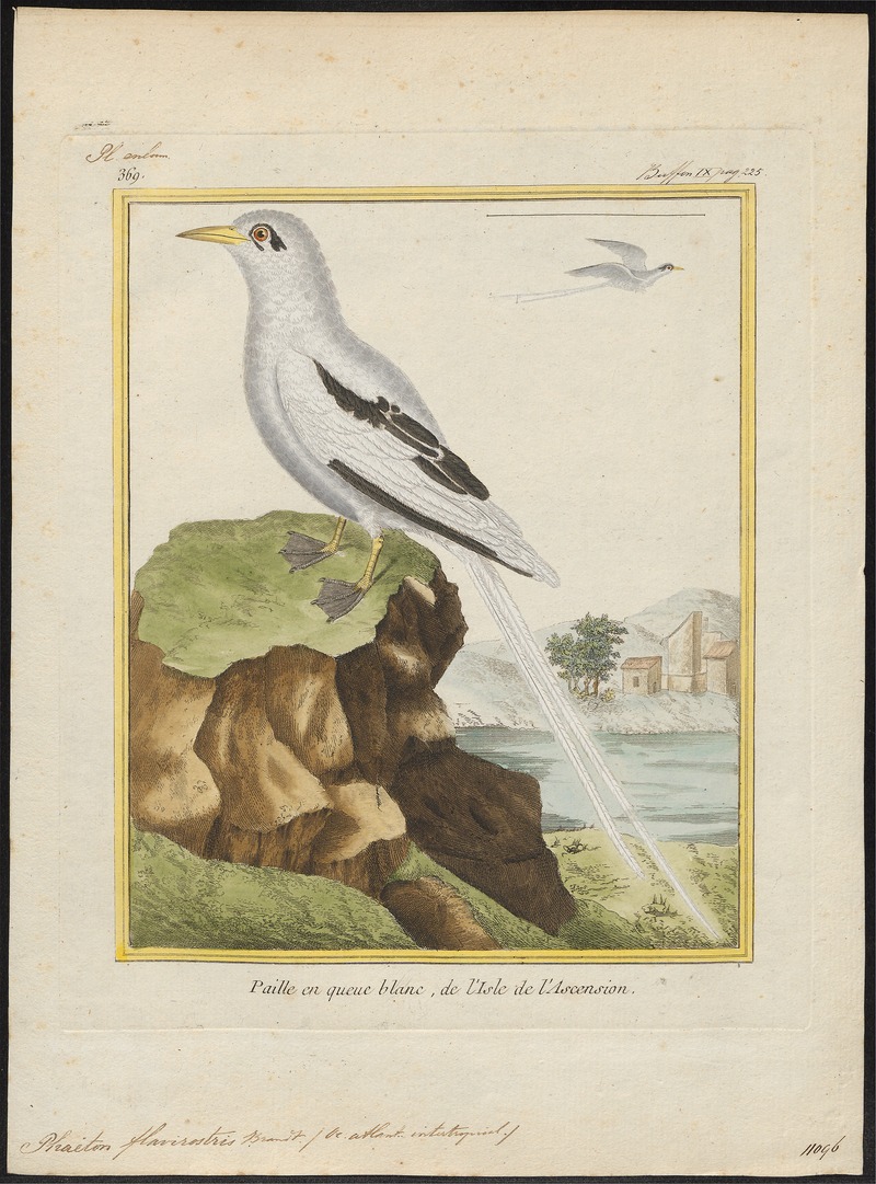 white-tailed tropicbird (Phaethon lepturus); DISPLAY FULL IMAGE.