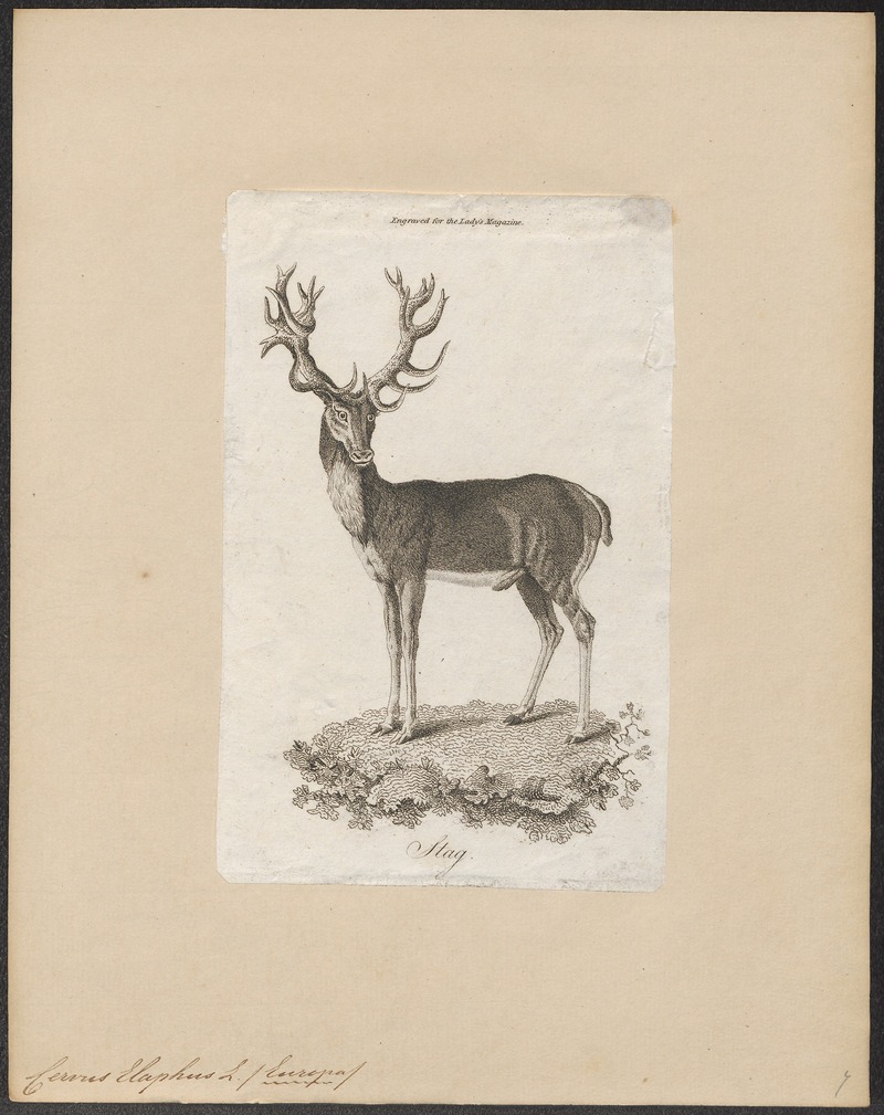 red deer (Cervus elaphus); DISPLAY FULL IMAGE.