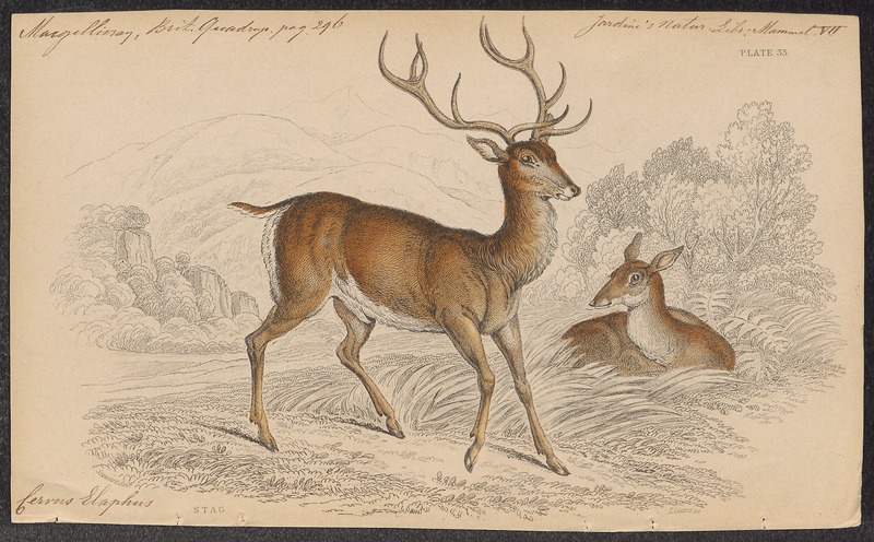 red deer (Cervus elaphus); DISPLAY FULL IMAGE.