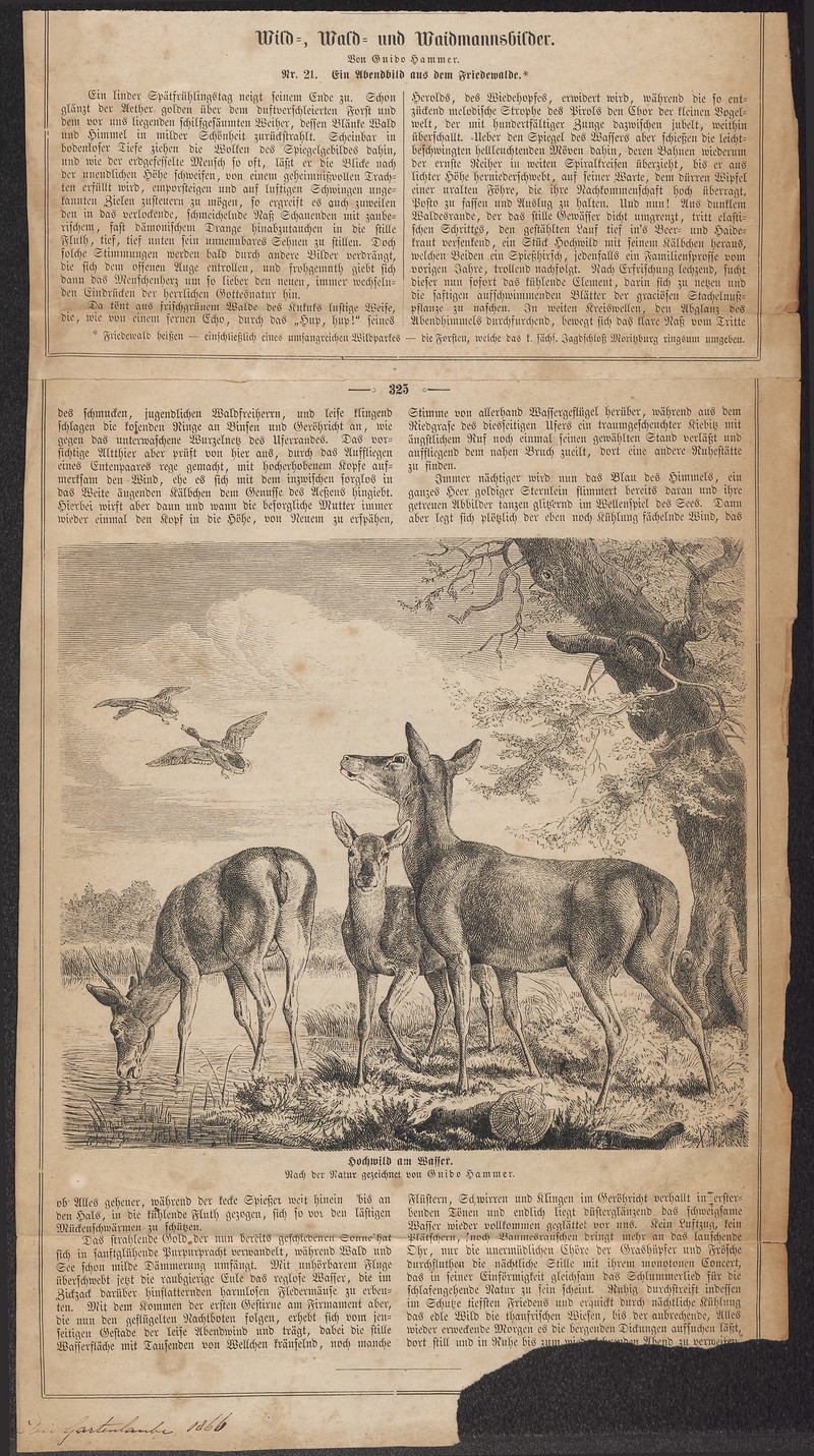 red deer (Cervus elaphus); DISPLAY FULL IMAGE.