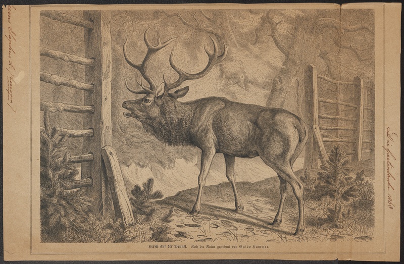 red deer (Cervus elaphus); DISPLAY FULL IMAGE.