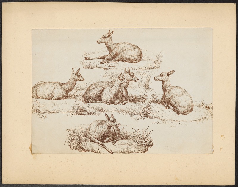 red deer (Cervus elaphus); DISPLAY FULL IMAGE.