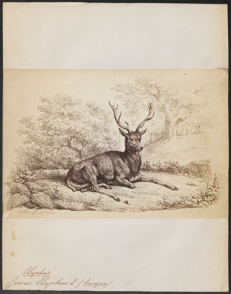 red deer (Cervus elaphus); DISPLAY FULL IMAGE.