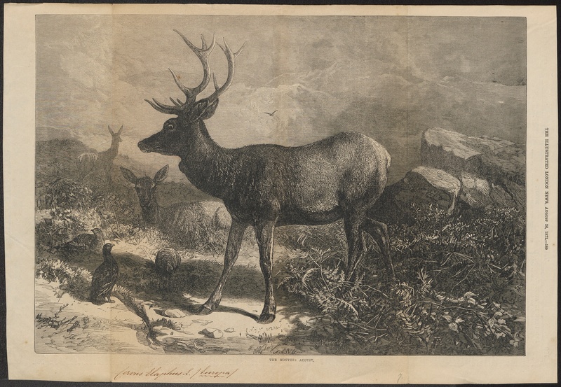 red deer (Cervus elaphus); DISPLAY FULL IMAGE.