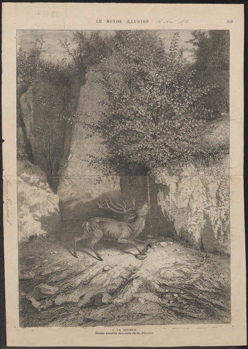 red deer (Cervus elaphus); DISPLAY FULL IMAGE.