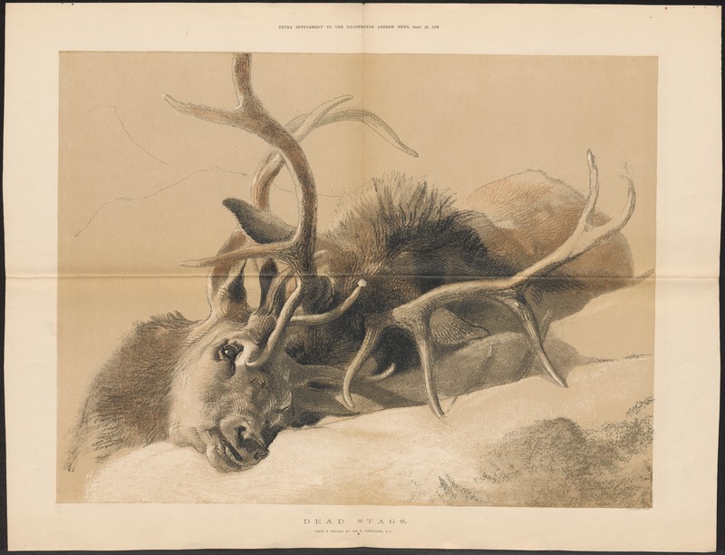 red deer (Cervus elaphus); DISPLAY FULL IMAGE.