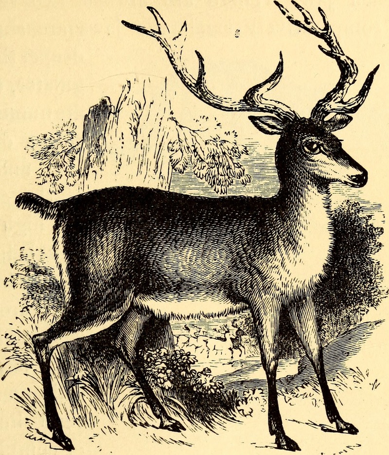 red deer (Cervus elaphus); DISPLAY FULL IMAGE.