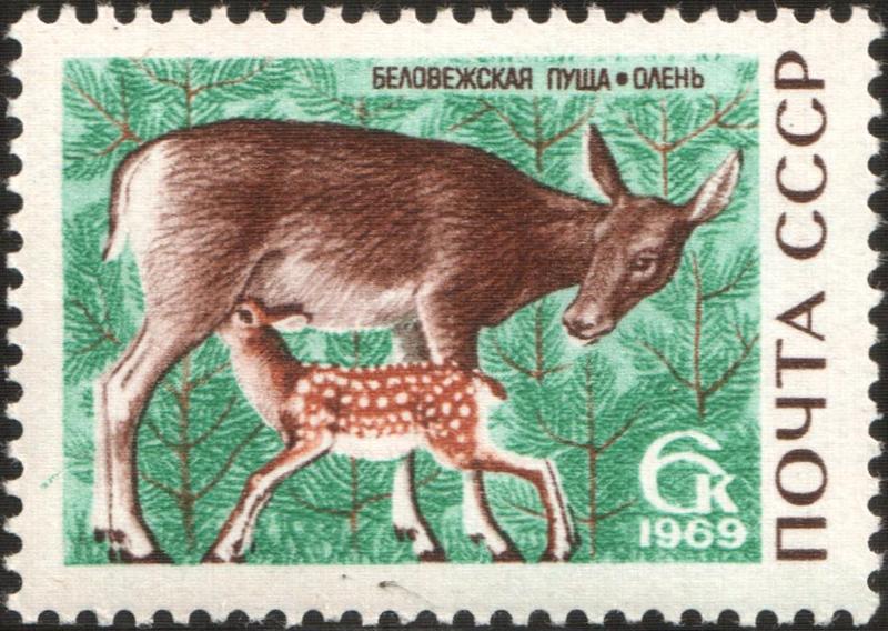 red deer (Cervus elaphus); DISPLAY FULL IMAGE.