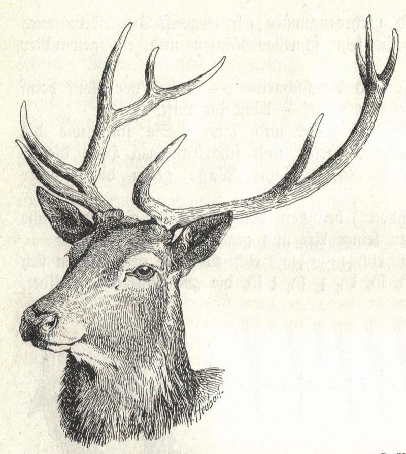 red deer (Cervus elaphus); DISPLAY FULL IMAGE.