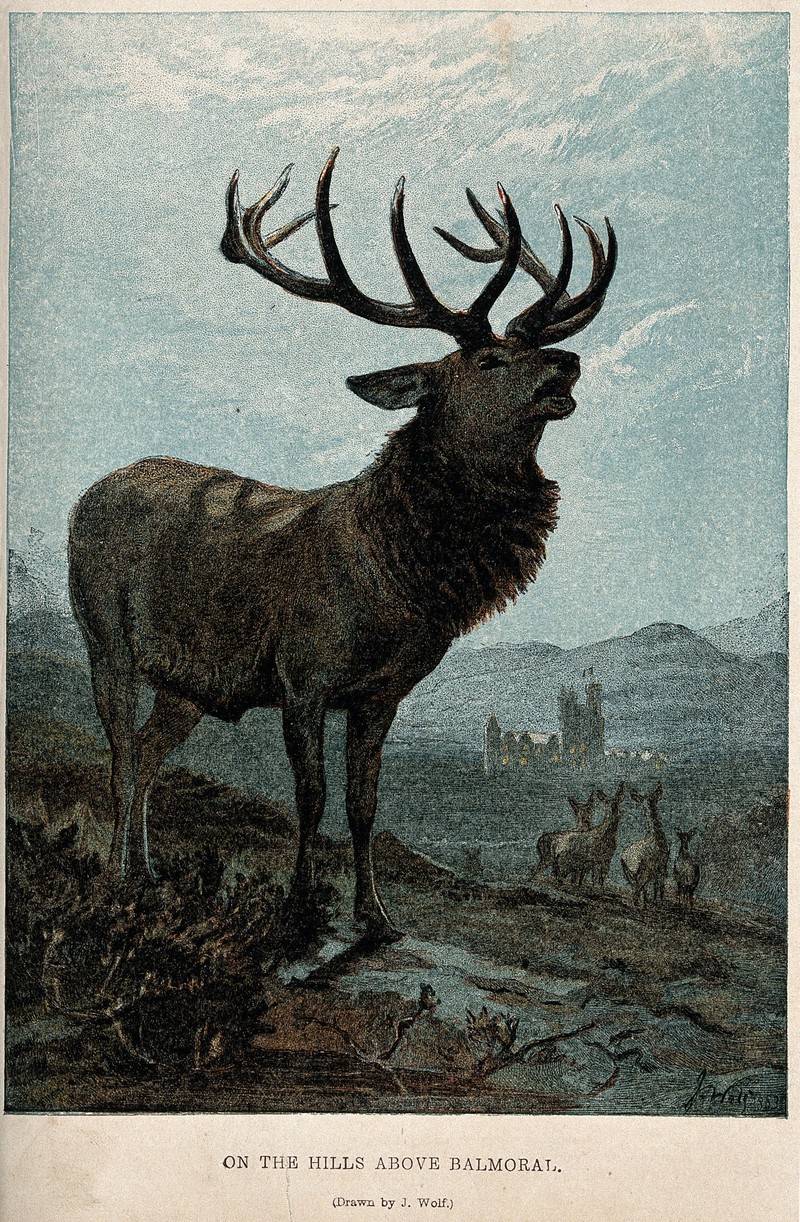 Corsican red deer (Cervus elaphus corsicanus); DISPLAY FULL IMAGE.