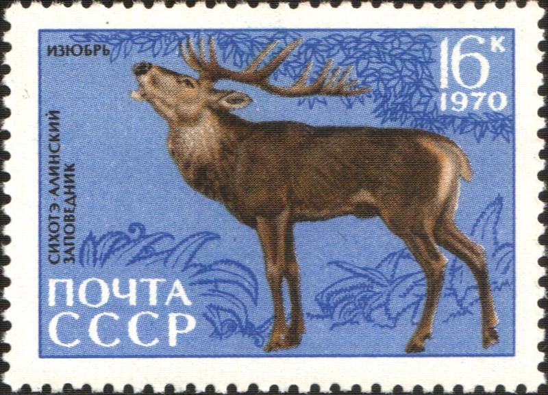 Manchurian wapiti (Cervus canadensis xanthopygus); DISPLAY FULL IMAGE.