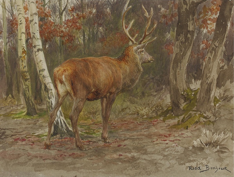 red deer (Cervus elaphus); DISPLAY FULL IMAGE.