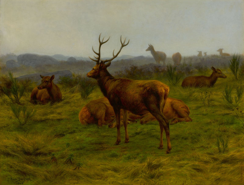 red deer (Cervus elaphus); DISPLAY FULL IMAGE.