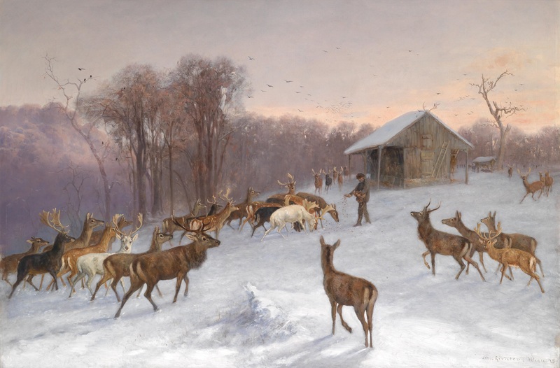 red deer (Cervus elaphus); DISPLAY FULL IMAGE.