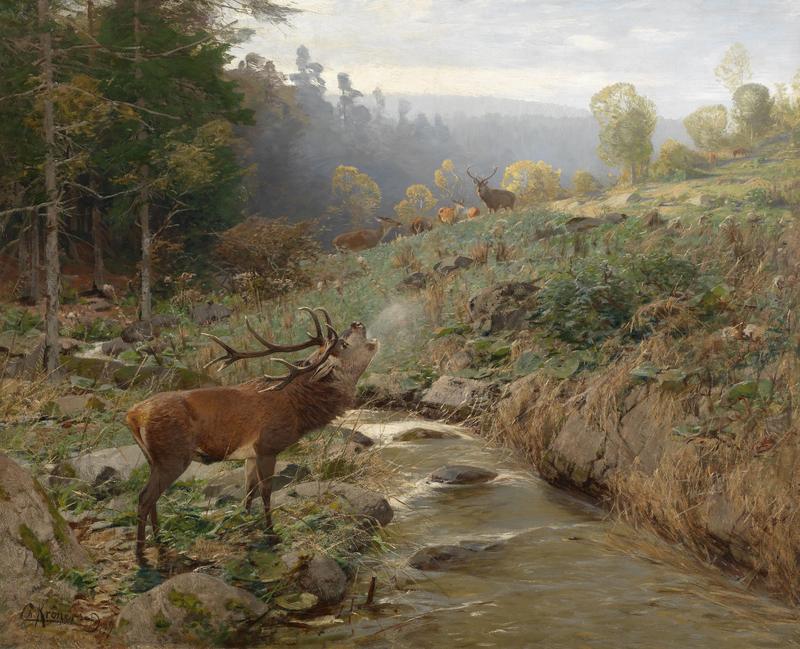 red deer (Cervus elaphus); DISPLAY FULL IMAGE.