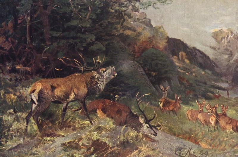 red deer (Cervus elaphus); DISPLAY FULL IMAGE.