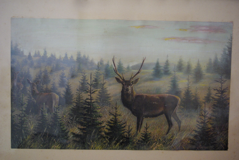 red deer (Cervus elaphus); DISPLAY FULL IMAGE.