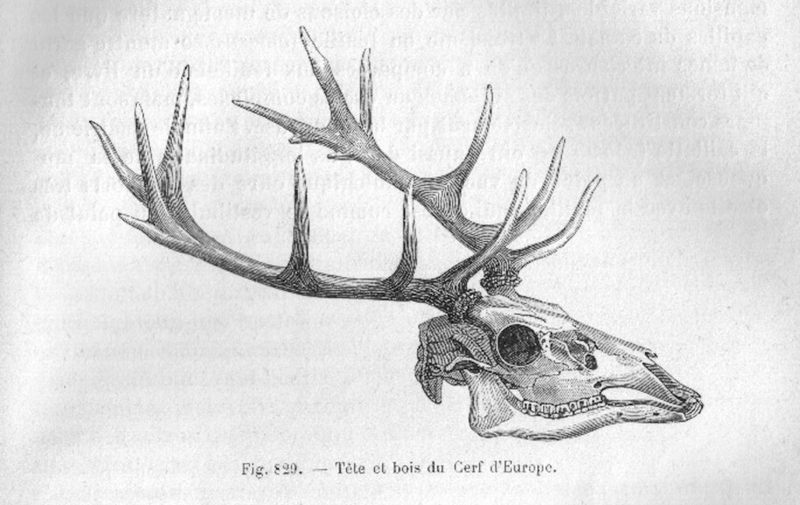 red deer (Cervus elaphus); DISPLAY FULL IMAGE.