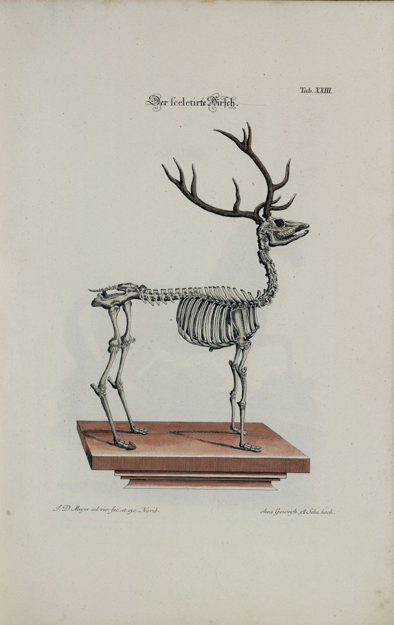 red deer (Cervus elaphus); DISPLAY FULL IMAGE.