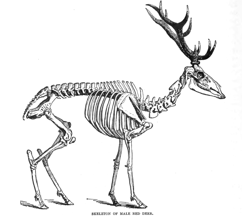 red deer (Cervus elaphus); DISPLAY FULL IMAGE.