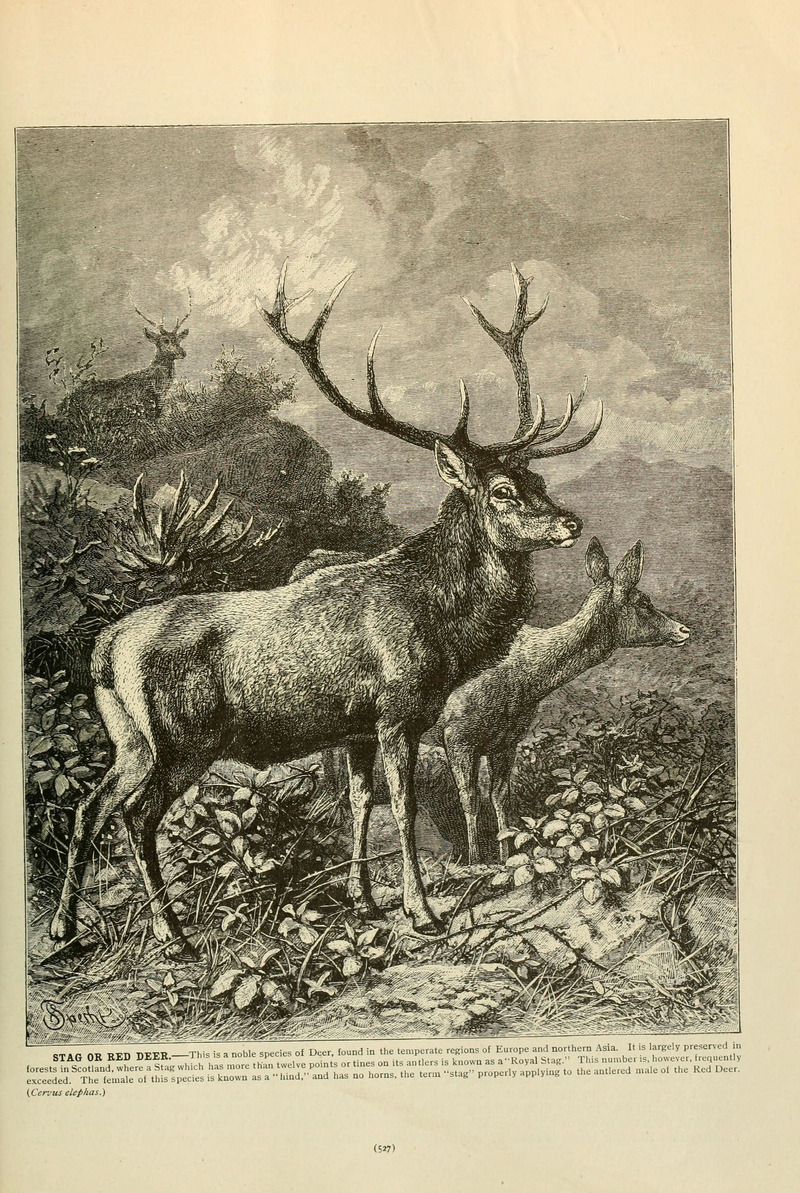red deer (Cervus elaphus); DISPLAY FULL IMAGE.