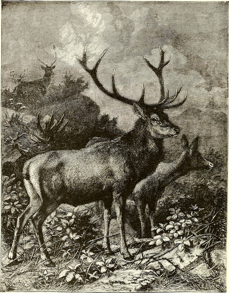 red deer (Cervus elaphus); DISPLAY FULL IMAGE.