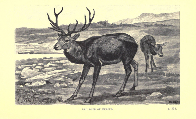 red deer (Cervus elaphus); DISPLAY FULL IMAGE.