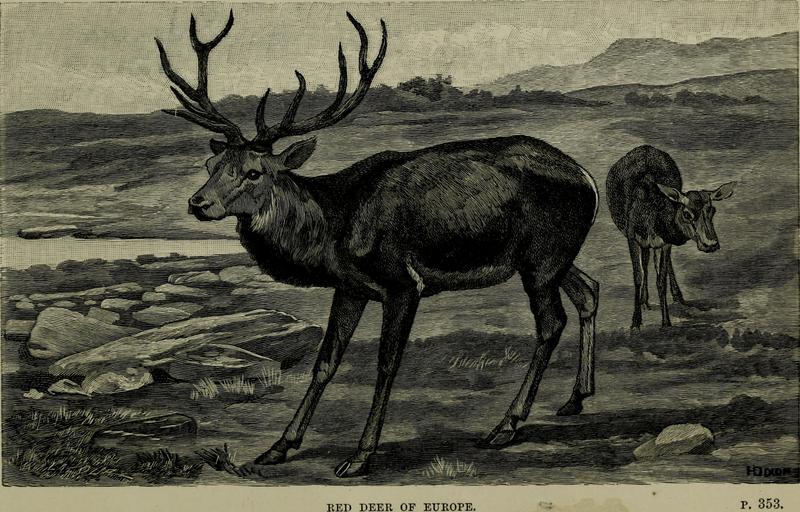 red deer (Cervus elaphus); DISPLAY FULL IMAGE.