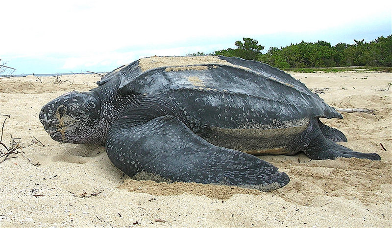 leatherback sea turtle (Dermochelys coriacea); DISPLAY FULL IMAGE.