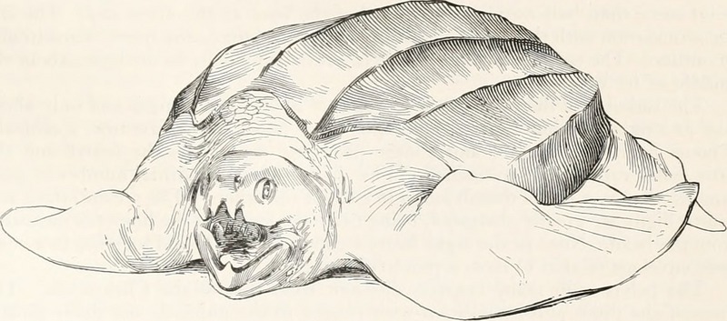 leatherback sea turtle (Dermochelys coriacea); DISPLAY FULL IMAGE.