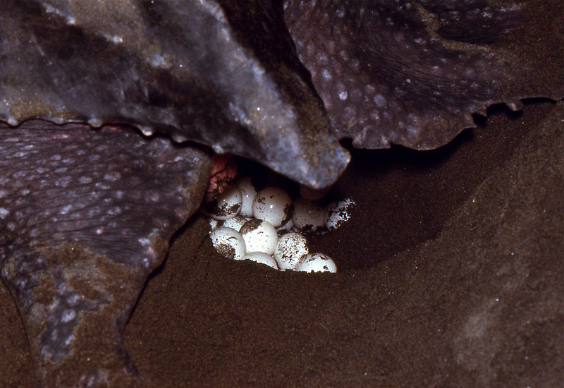 leatherback sea turtle (Dermochelys coriacea); DISPLAY FULL IMAGE.