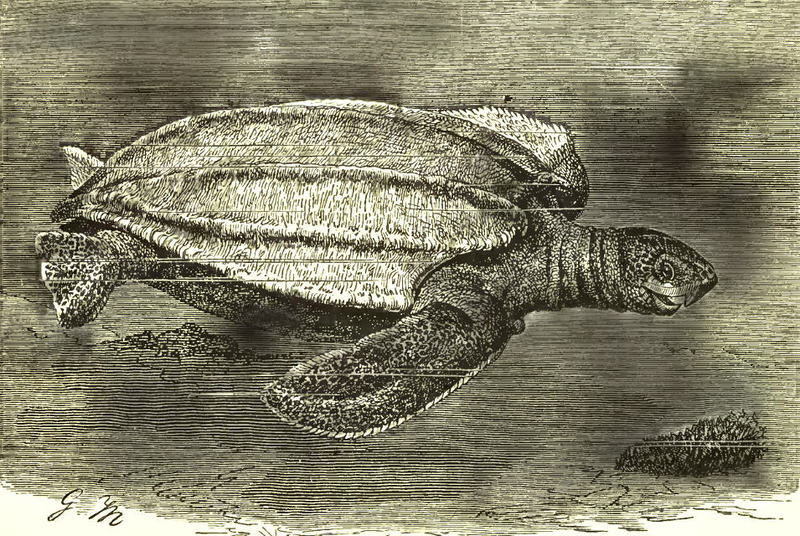 leatherback sea turtle (Dermochelys coriacea); DISPLAY FULL IMAGE.