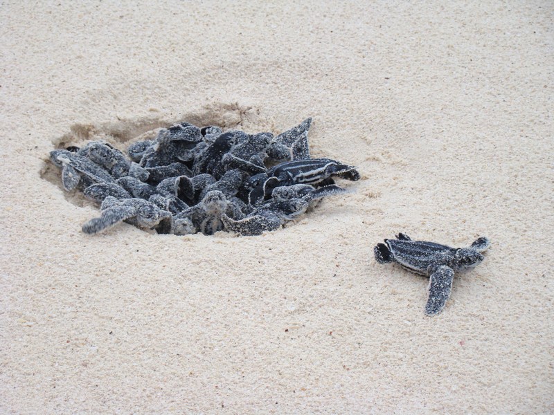 leatherback sea turtle (Dermochelys coriacea); DISPLAY FULL IMAGE.