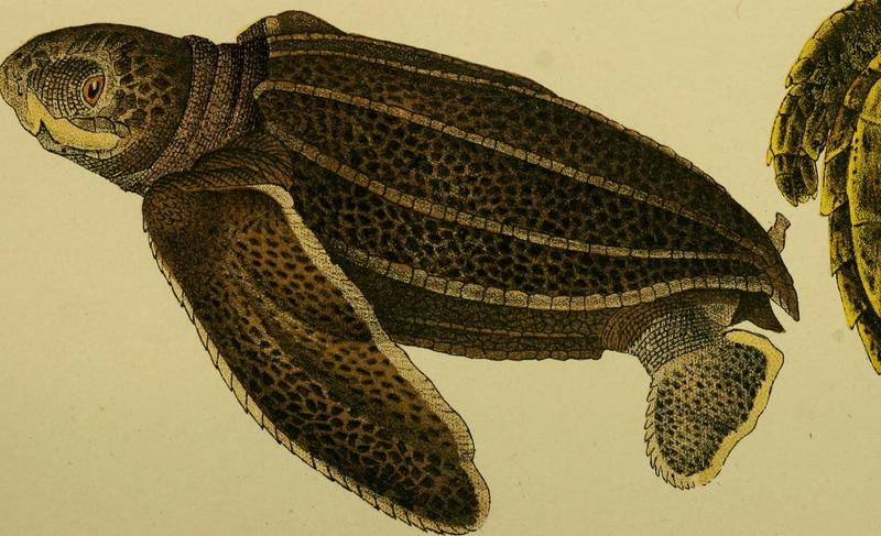 leatherback sea turtle (Dermochelys coriacea); DISPLAY FULL IMAGE.