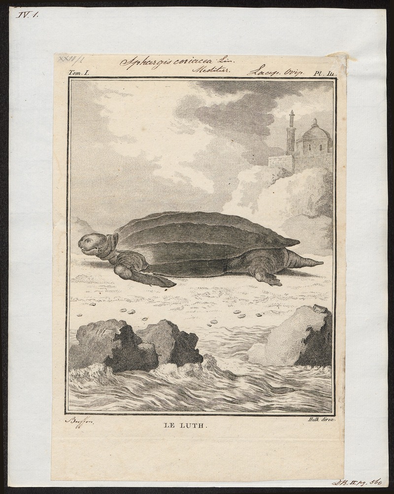 leatherback sea turtle (Dermochelys coriacea); DISPLAY FULL IMAGE.