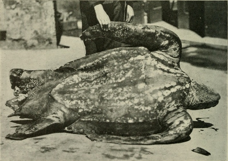 leatherback sea turtle (Dermochelys coriacea); DISPLAY FULL IMAGE.