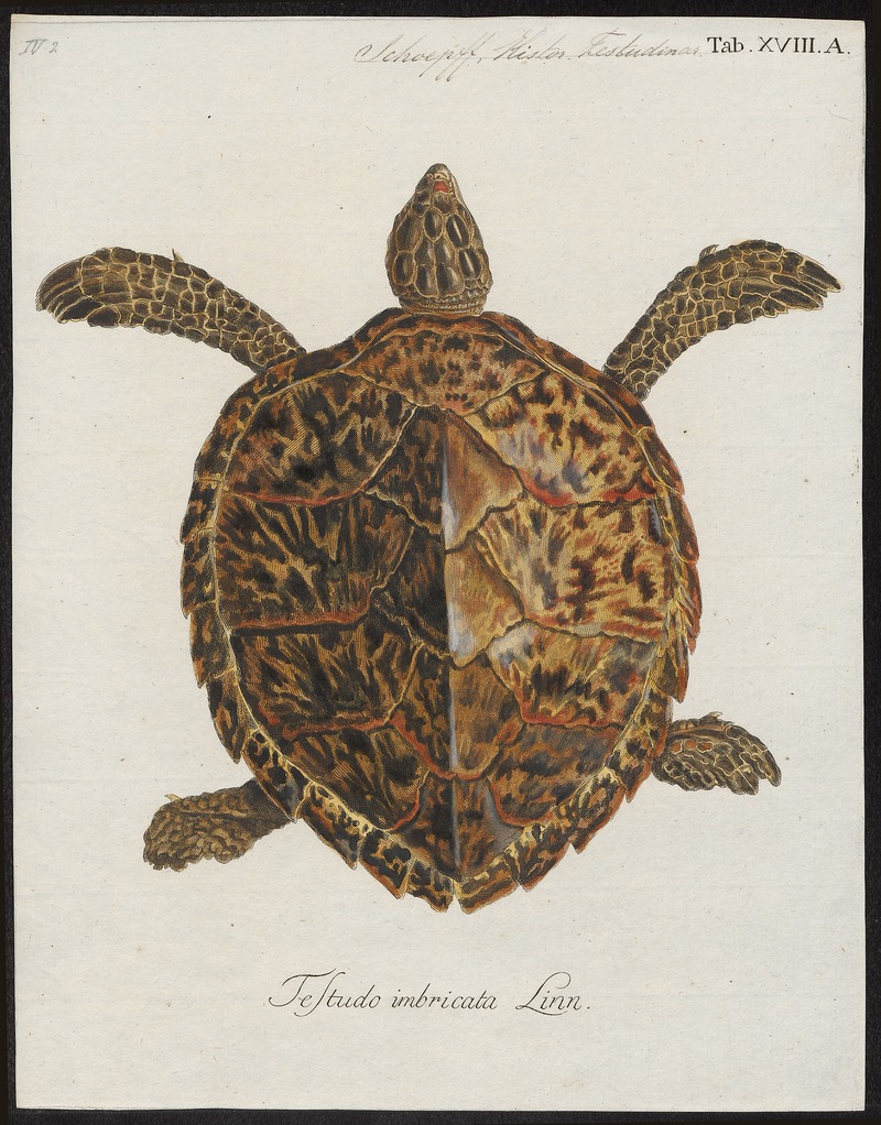 leatherback sea turtle (Dermochelys coriacea); DISPLAY FULL IMAGE.