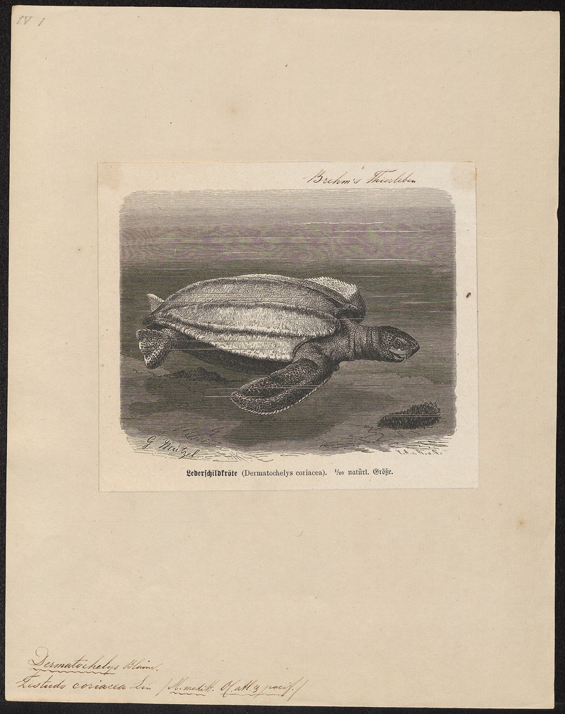 leatherback sea turtle (Dermochelys coriacea); DISPLAY FULL IMAGE.