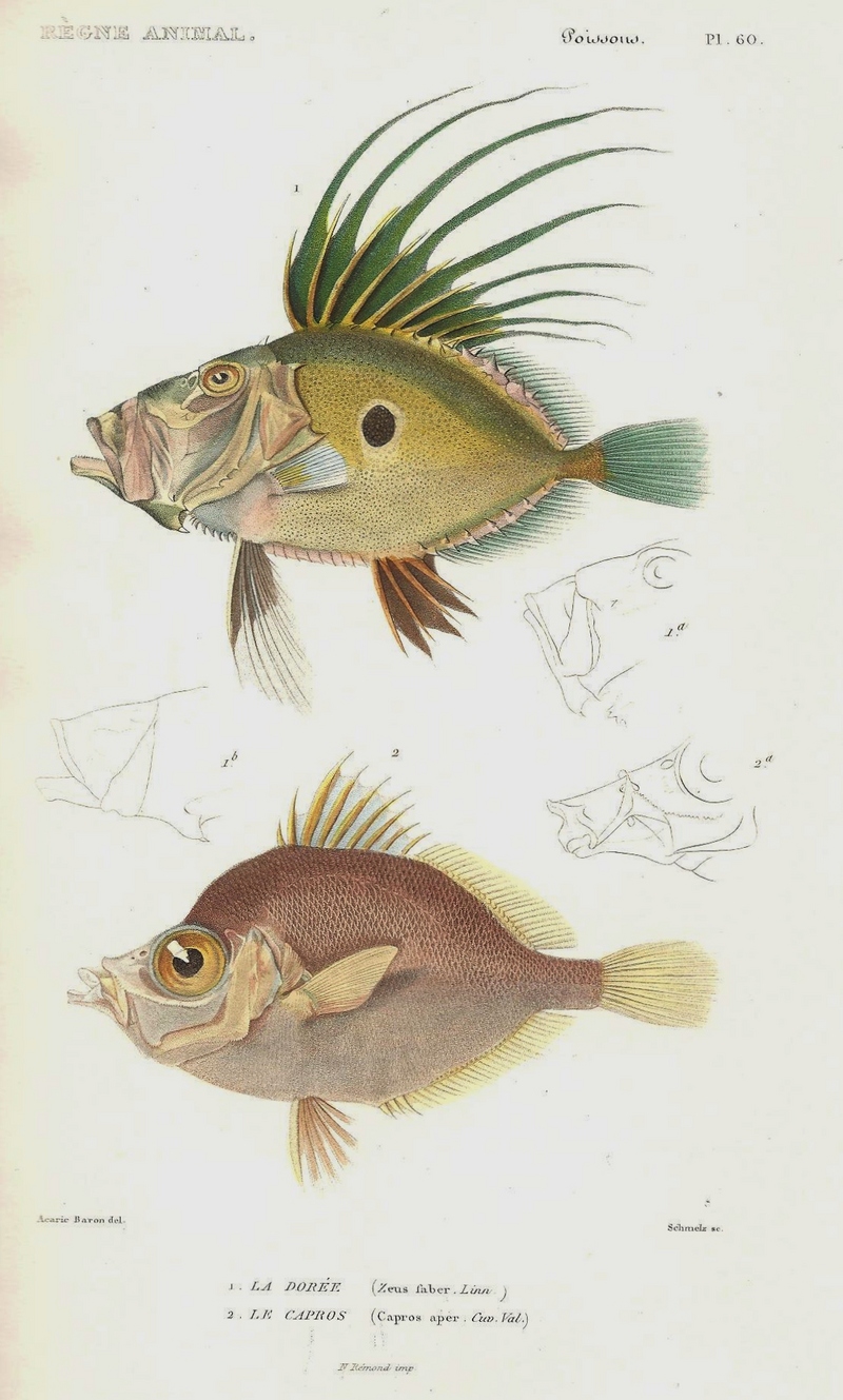 John Dory (Zeus faber), boarfish (Capros aper); DISPLAY FULL IMAGE.