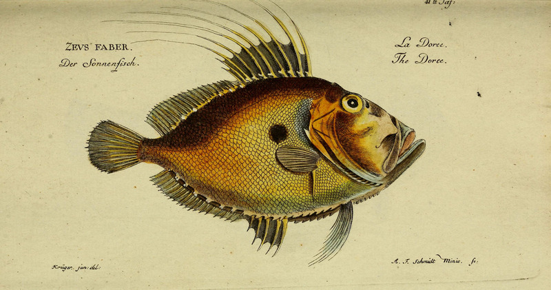 John Dory (Zeus faber); DISPLAY FULL IMAGE.