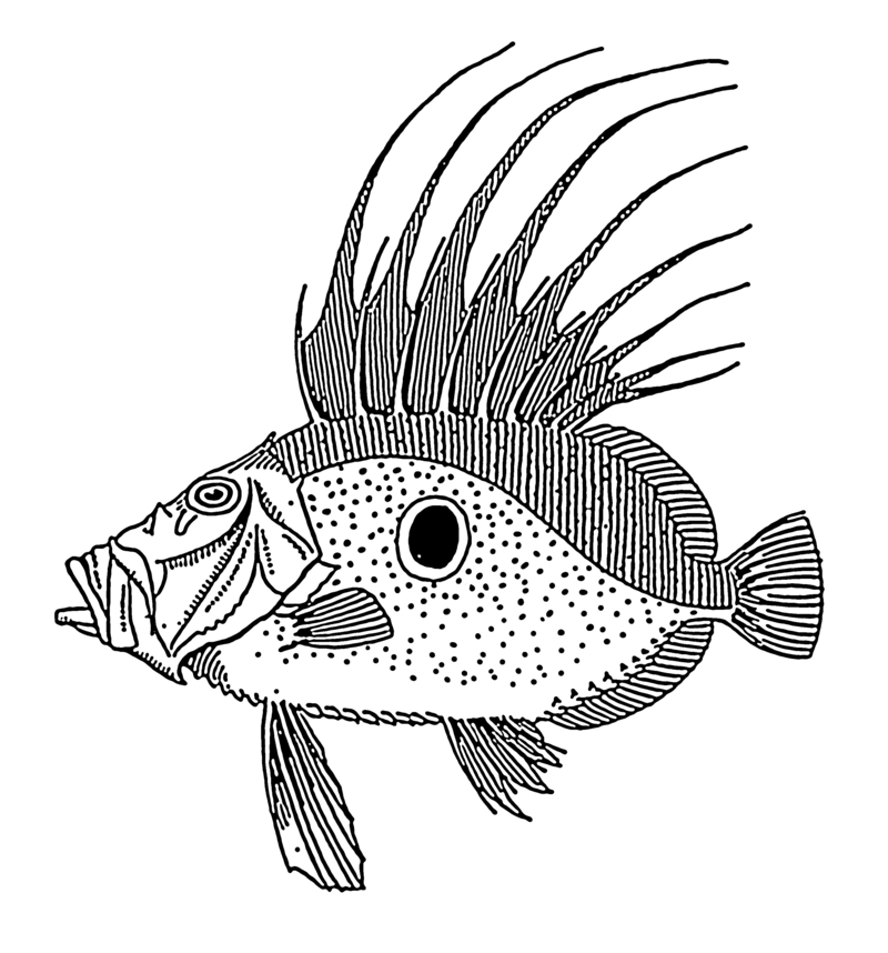 John Dory (Zeus faber); DISPLAY FULL IMAGE.